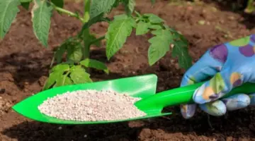 زيادة اليوريا العادي 2137 جنيها، أسعار الأسمدة اليوم في الأسواق